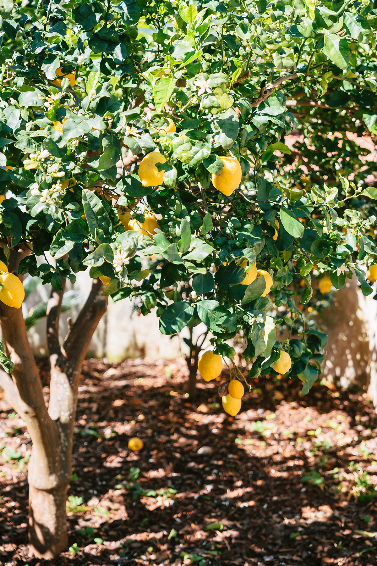 lemons on the Amalfi Coast